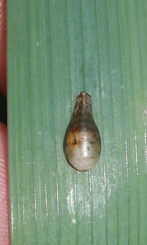 Pupa di dittero?  S, di Syrphidae